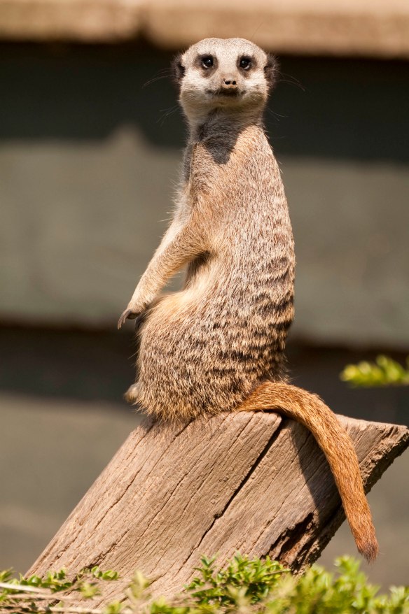 Meerkat