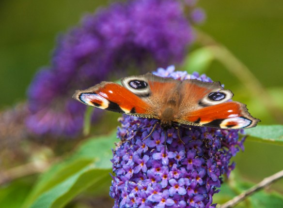 As seen in Attenborough Nature Reserve.