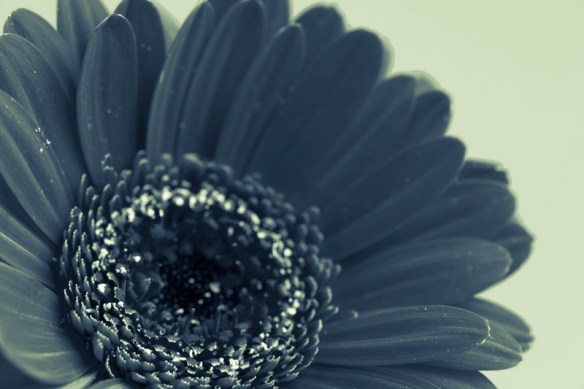 Split tone 2 - there are three native split tones. (On a green background)