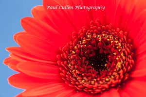 Red Gerbera on pale blue background