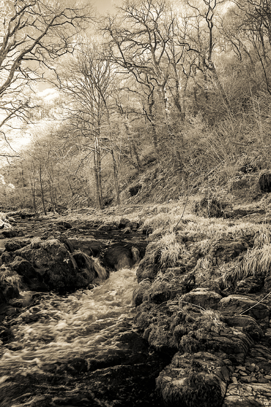 Tree lined stream recorded in infra-red in spring time and given a sepia type tone.