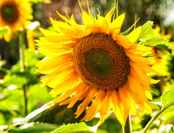 Sunflower lit from behind.