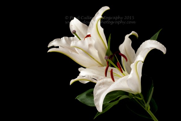 Beautiful white Lilly isolated on a black background.