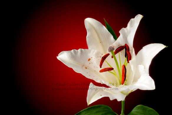 Beautiful white Lily isolated on a red background and a dry brush paint effect.