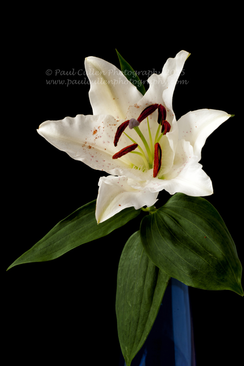 Beautiful white Lilly isolated on a black background.