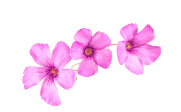 Pink Wood Sorrel or as it ia sometimes known, Flowering Shamrock. It is an Oxalis rather than a clover from which true shamrock comes.
