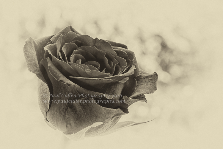 _DSC5686 antique.jpg