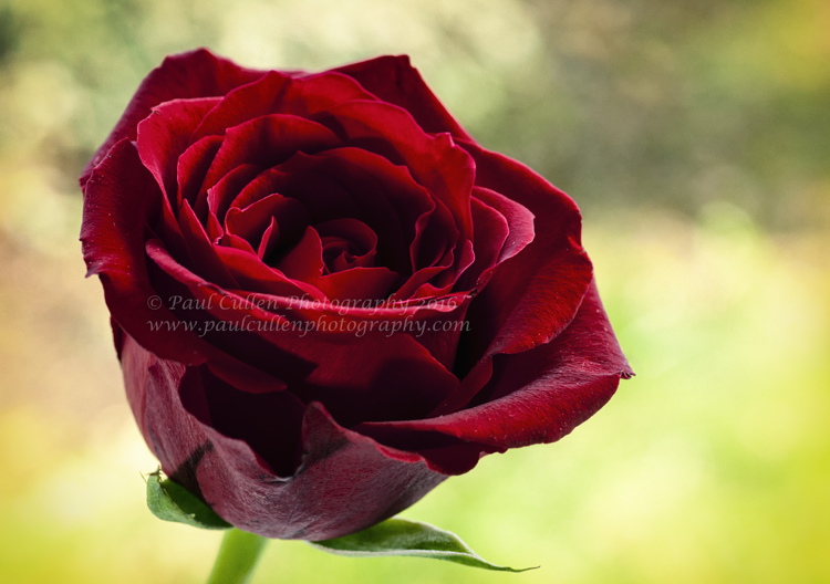 Red Rose Vintage style