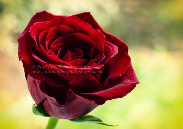 Red Rose Vintage style