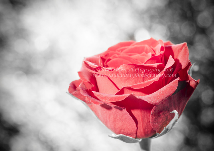 Red Rose colour isolated.