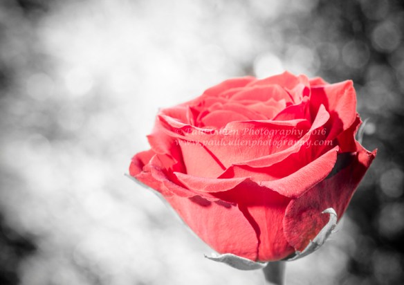 Red Rose colour isolated.