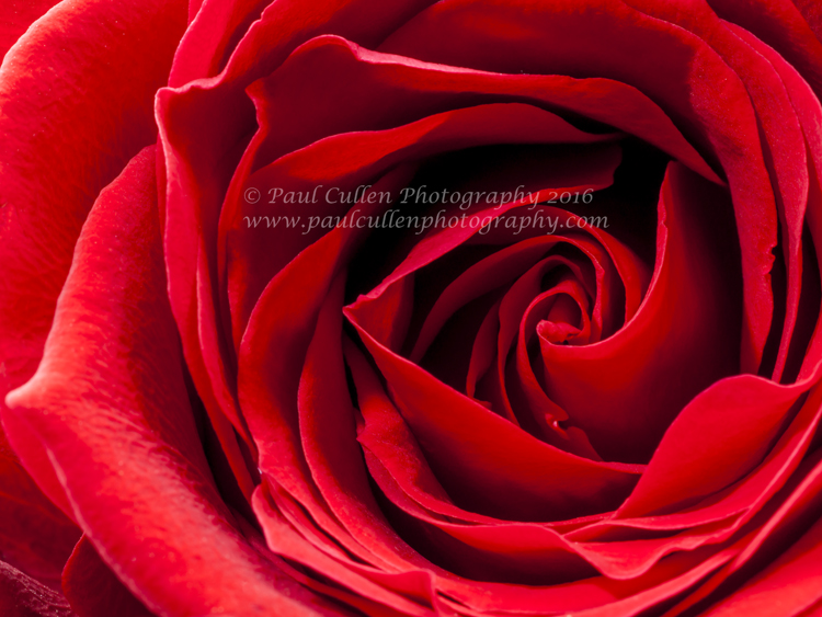 Red Rose Close-up