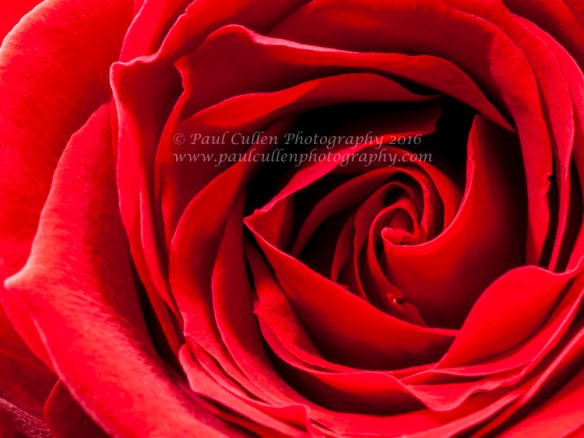 Red Rose Close-up