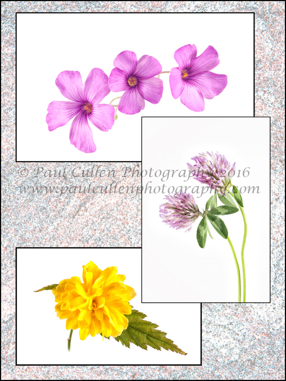 A mixture of Oxalis, Kerria and Clover on a textured background.