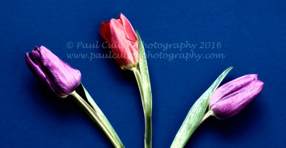 Three Tulips on a textured background