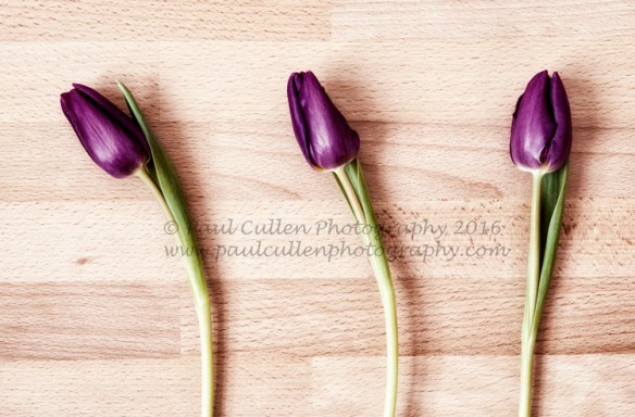 Three purple Tulips.