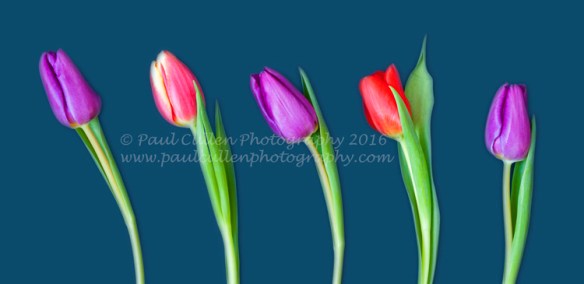 Five colored Tulips on a blue background.
