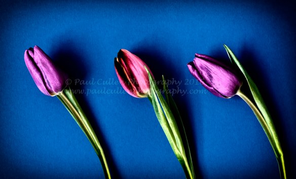 Three Tulips in colour.