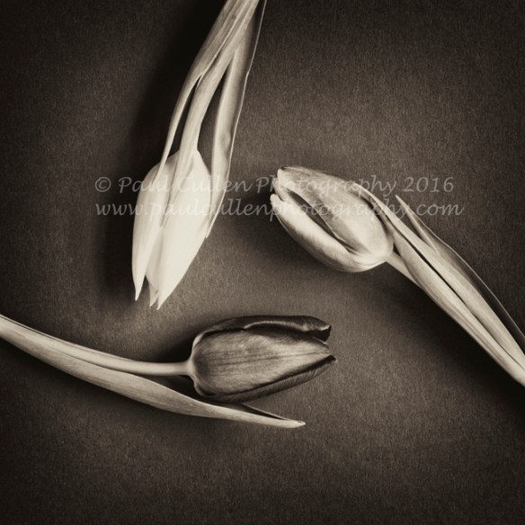 Three Tulips arranged in a circular pattern in sepia on a textured blue background.