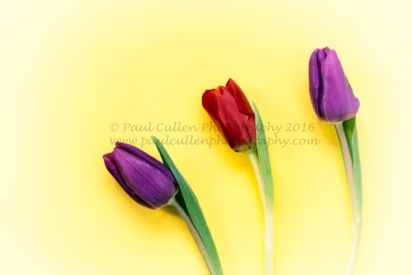 Three colourful Tulips on a bright Yellow Background.